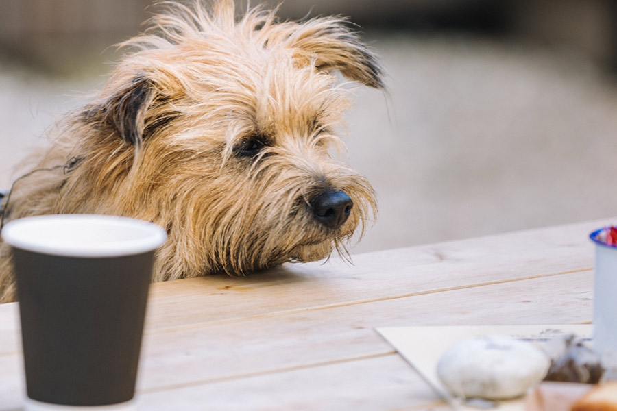 Dog-at-table-Da-Bara-Bakery-In-The-Garden-Cafe-gallery-Window-Da-Bara-Bakery