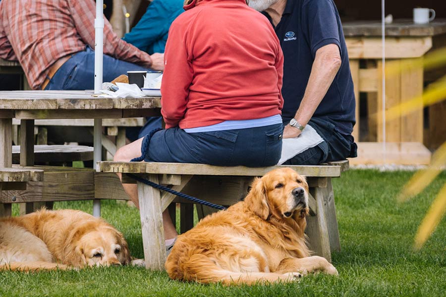 Dog-on-grass-at-Da-Bara-Bakery-In-The-Garden-Cafe-gallery-Window-Da-Bara-Bakery