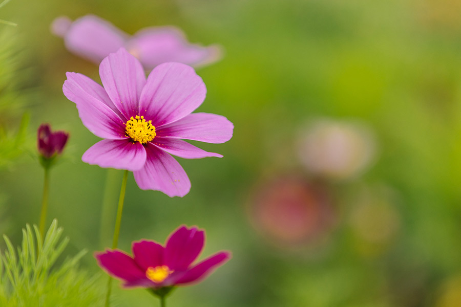 Flowers-in-Da-Bara-Bakery-In-The-Garden-Cafe-gallery-Window-Da-Bara-Bakery